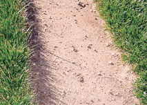 Ameri-Turf Sod