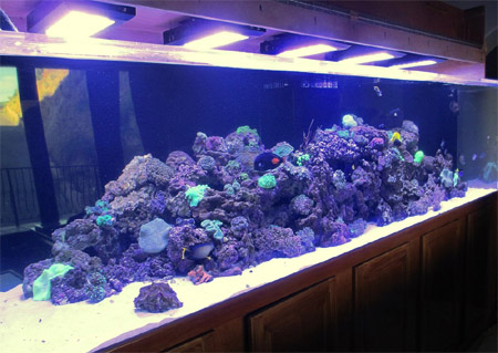 SCV Aquarium Set-up and Services