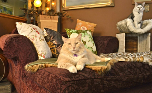 The Retro Kats Scratchers
