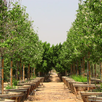 Moon Valley Nurseries
