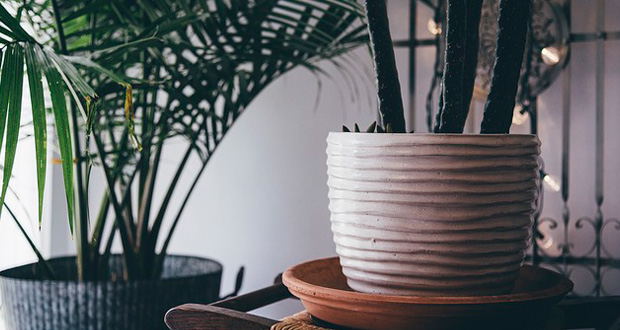 HousePlants House Plants