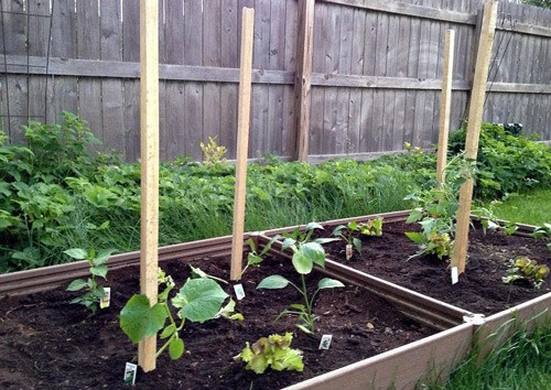 Vegetable Garden